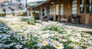Maison fleuris, concours 2021
